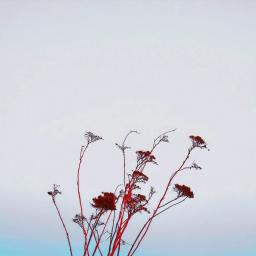 album